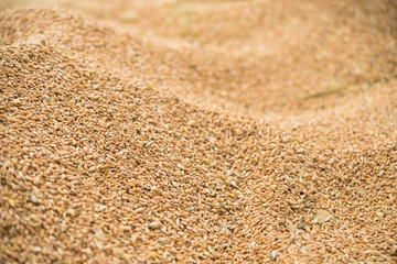 Fototapeta na wymiar closeup of grain wheat