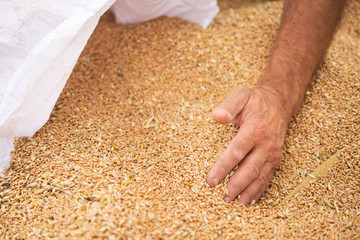 Farmers manually clean the harvested grain.