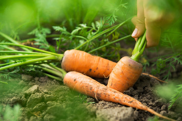 Fresh harvest of carrots on the field in sunny weather - 288869459