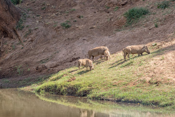 Family of warthogs grazing next to the Levuvhu River