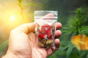 Hand showing Cannabis buds in a plastic bag with drugstore sign. Concept of herbal alternative medicine, cbd oil, pharmaceutical industry or illegal drug use