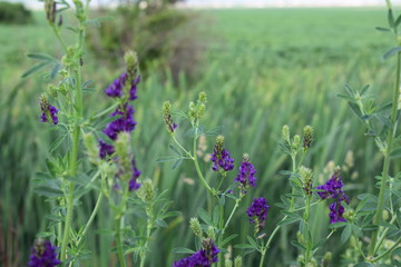 purple flowers 