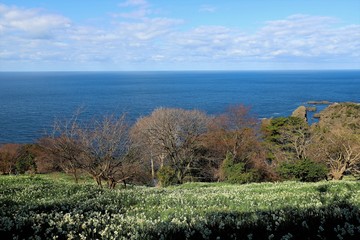 越前海岸の水仙畑