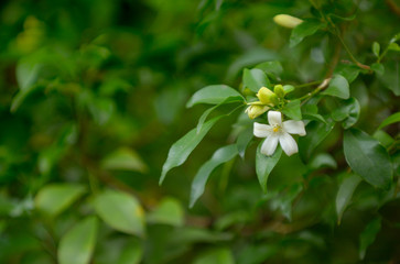 Wrightia religiosa Benth, White flower tree.