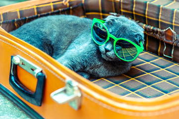 British fold cat sits in a suitcase in sunglasses awaiting travel. Travelers Pets