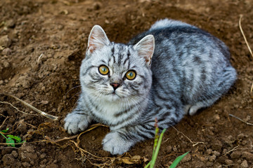 Gray kitten playing on the ground. Beautiful gray kitten looks into the camera