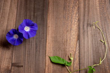 青紫のアサガオ