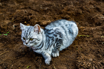 Naklejka na ściany i meble Gray kitten playing on the ground. Beautiful gray kitten looks into the camera