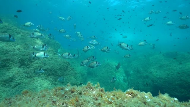 Many fish underwater in the Mediterranean sea (two-banded seabreams, Diplodus vulgaris), France, Occitanie, Pyrenees-Orientales