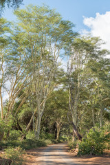 Gravel road passing in between fever trees, Vachellia xanthophloea
