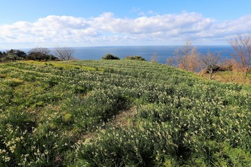 越前海岸の水仙畑