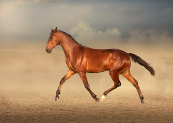 Bay horse runs on the sand