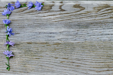 Natural Blue cichorium intybus or chicory background on wooden base and place for text, Sofia, Bulgaria    