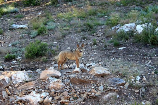 lobo ib&eacute;rico parado en pie mirando