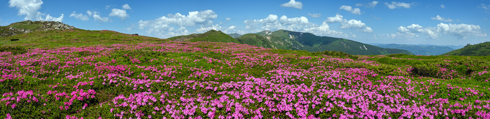 Blossoming slopes (rhododendron flowers ) of Carpathian mountains.