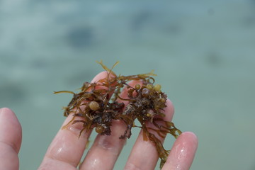 Grüne und braune algen an einem Strand auf Mauritius