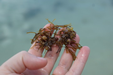 Grüne und braune algen an einem Strand auf Mauritius