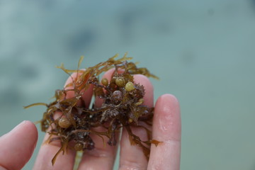 Grüne und braune algen an einem Strand auf Mauritius