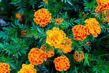 Beautiful marigold flowers. Tagetes erecta