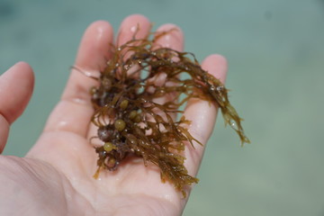 Grüne und braune algen an einem Strand auf Mauritius