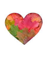 leaves are heart shaped on white background