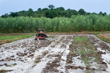 Fototapeta premium Farmer using tractor to preparing rice field.