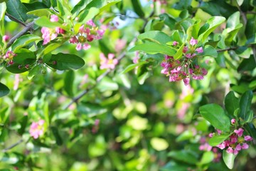The beauty of the pink cherry blossoms reflects the warm sunlight in the evening