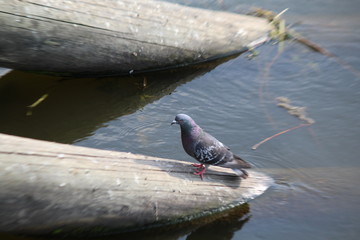 dove