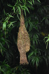 Fototapeta na wymiar birds nest