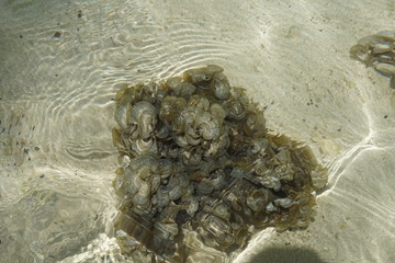 Grüne und braune algen an einem Strand auf Mauritius