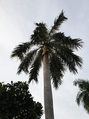 Palm tree