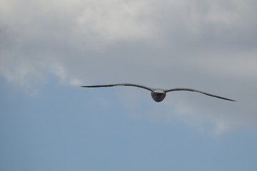 Seagull flying over the Black Sea