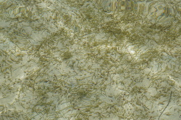 Grüne und braune algen an einem Strand auf Mauritius