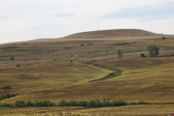 Transilvanian  sunflower hills in September 
