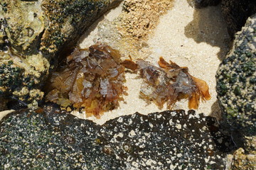 Grüne und braune algen an einem Strand auf Mauritius