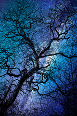 Silhouette of a twisted tree in winter, starry night, halloween background