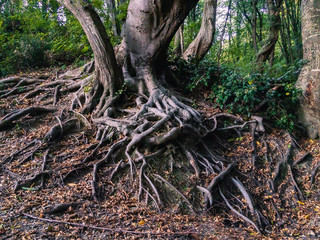 The bizarre roots of a large tree on the surface of the earth in a forest with green vegetation on a summer day.