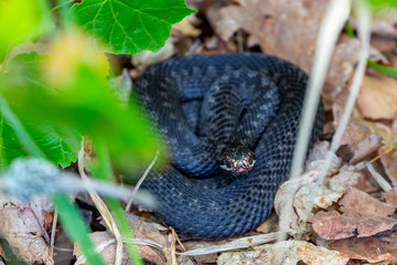 Black viper lies on the grass