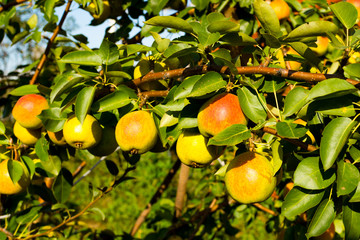 pear in the garden Russia