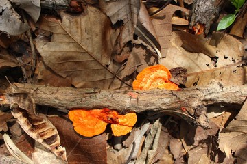 Poisonous mushrooms are growing on dry branches in the forest