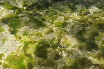 Grüne und braune algen an einem Strand auf Mauritius