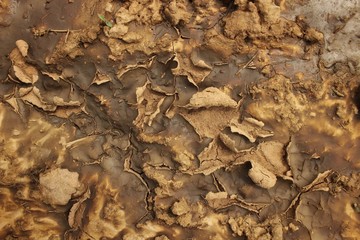 The soil surface is brown, dry and cracking after rain