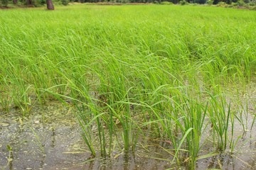 Jasmine rice plants are growing in paddy fields that have a lot of water due to rain