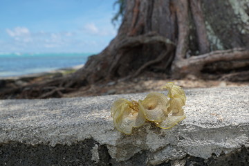 Grüne und braune algen an einem Strand auf Mauritius