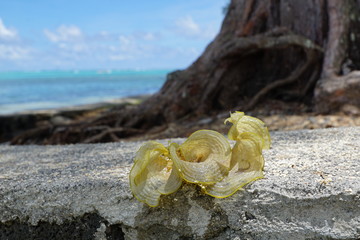 braune und grüne algen am strand in mauritius
