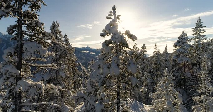 snow covered trees and mountains at sunset
