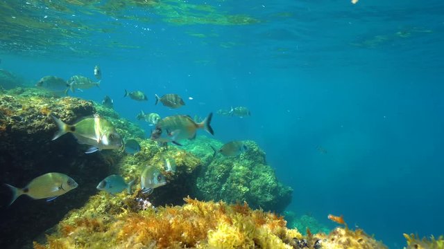 Seabreams fish (sargo and gilthead bream) underwater near the surface in the Mediterranean sea, France, Occitanie, Pyrenees-Orientales