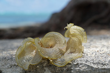 braune und grüne algen am strand in mauritius - 288878096