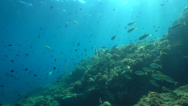 Seascape underwater, shoal of fish in the Mediterranean sea (damselfish and seabream), France, Occitanie, Pyrenees-Orientales