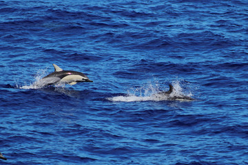 Fototapeta premium Dolphins swimming and jumping in the ocean. Common dolphin Delphinus delphis in natural habitat. Marine mammal in North Pacific ocean.